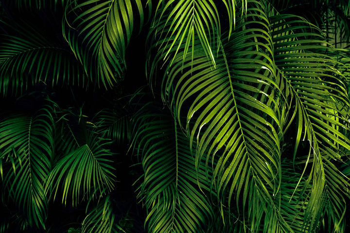 Крупные зеленые тропические листья