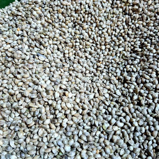 Зерна конопли в украине купить семена конопляные f1