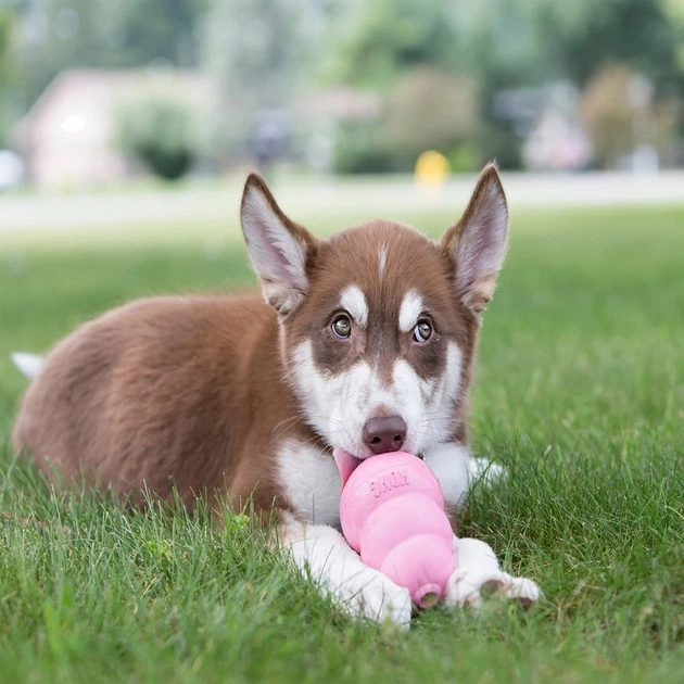 Іграшка Kong Puppy груша-годівниця для цуценят середніх і великих порід L (31115) (35585131115) - зображення 4