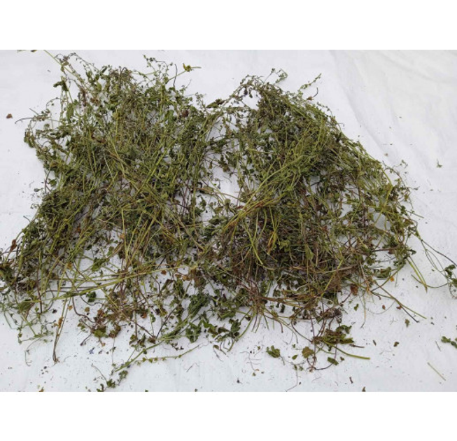 Вероніка лікарська трава сушена (упаковка 5 кг) - зображення 1
