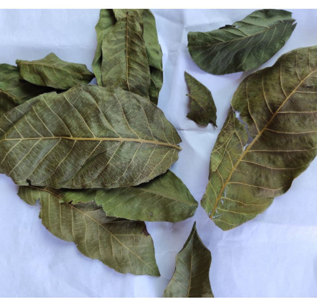 Орех грецкий листья сушеные (упаковка 5 кг) - изображение 1