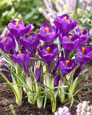 Крокус крупноцветковый Flower Record луковица (1 шт.) - Фото 2 Крокус крупноцветковый Flower Record луковица (1 шт.) - изображение 2