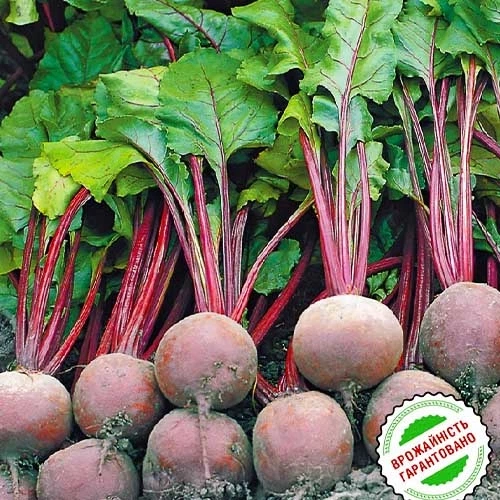 Семена Свекла столовая Бикорес круглая Florium (719005) - изображение 2