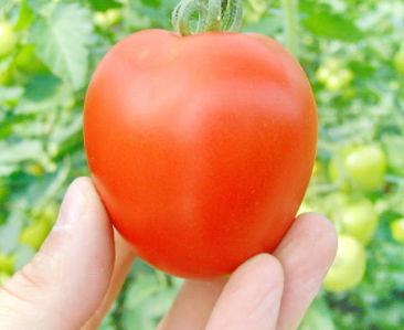Насіння Томат Товстої F10 05 г (Bejo Zaden) - зображення 3
