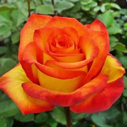 Роза Red Gold Florium - зображення 2