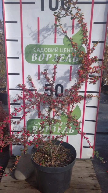Кизильник Даммера Эйхольц / Cotoneaster radicans Eichholz С4/Н 30-40 - изображение 2