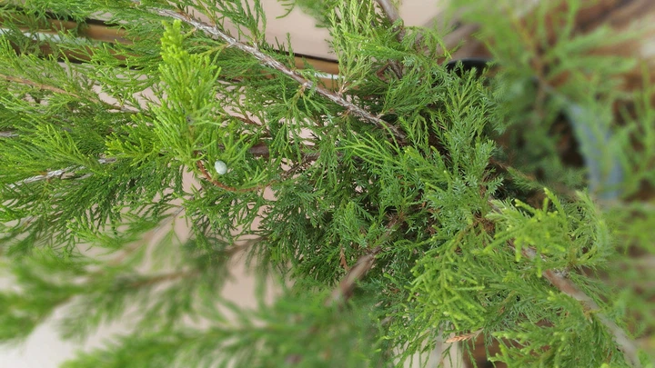 Ялівець средній Мінт Джуліп / Juniperus x pfitzeriana Mint Julep C3 /d 80-90 - Фото 11 Ялівець средній Мінт Джуліп / Juniperus x pfitzeriana Mint Julep C3 /d 80-90 - зображення 11