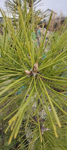 Сосна Бонсай "Sosna Czarna" / Pinus Bonsai "Sosna Czarna", С45, Н 80-90 - зображення 7