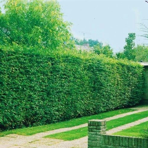 Граб звичайний/Carpinus betulus С3-5 /Н 80-150 - зображення 7