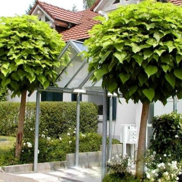 Катальпа бигнониевидная Нана/Catalpa bignoniodes Nana С45 Н200-220