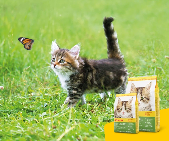 Sucha karma dla kociąt Josera Kitty bezzbożowa 400 g (4032254755012) - obraz 3