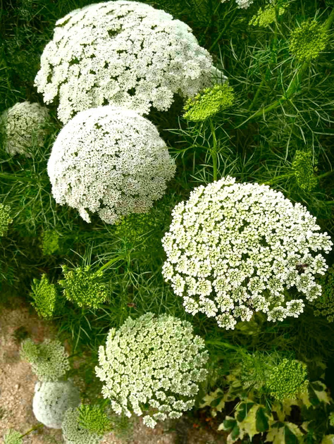 Семена Амми зубная 100 г – купить онлайн на ROZETKA