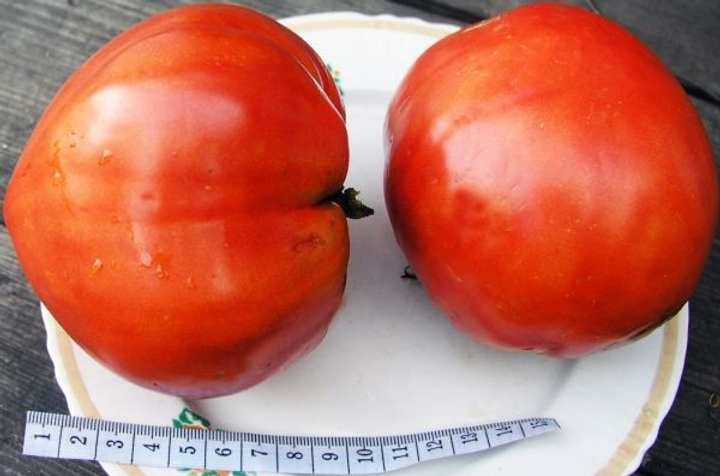 Насіння Томат Спринт-таймер, 0,2 г (GL Seeds) - зображення 4