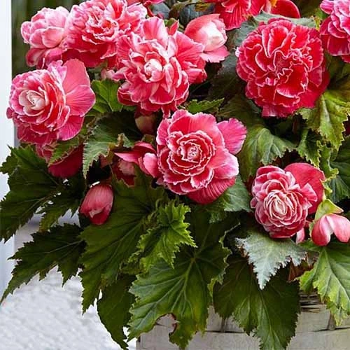 Бегонія Camelia Різнобарвний Цибулини Florium (204002) - Фото 2 Бегонія Camelia Різнобарвний Цибулини Florium (204002) - зображення 2