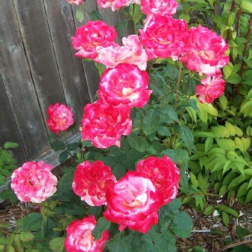 Роза Double Delight Florium - зображення 3