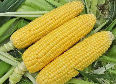 Насіння Кукурудза Делікатесна, 20 г (НК Еліт) - зображення 2