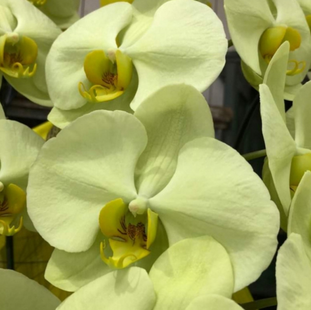Кои орхидея дракон | Премиум Фото