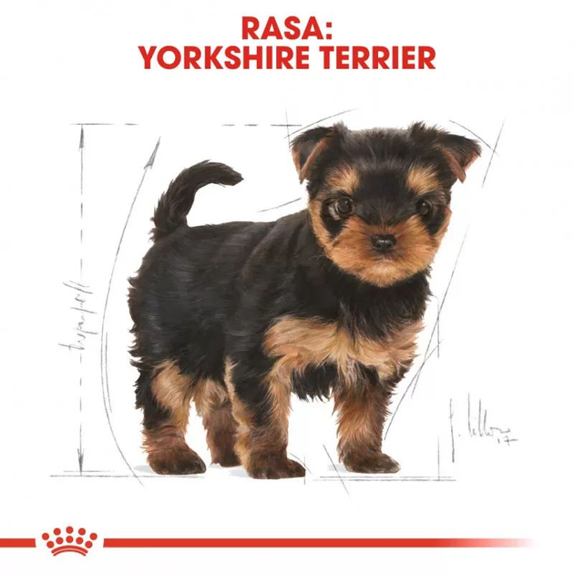 Сухий корм для цуценят йоркширського тер'єру Royal Canin Puppy 7.5кг (3182550811422) - зображення 7