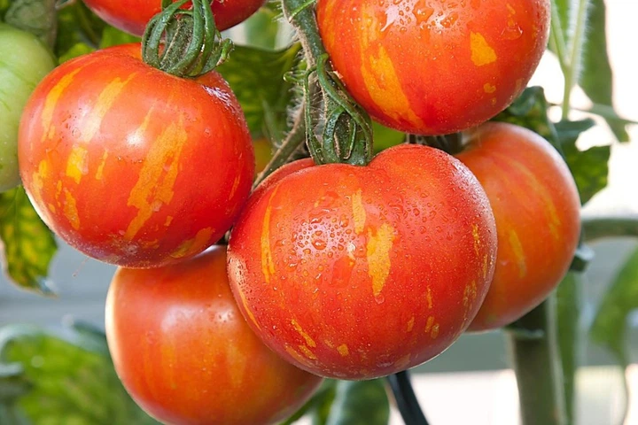 Семена Томат Кабанята, 0,1 г (GL Seeds) - изображение 3