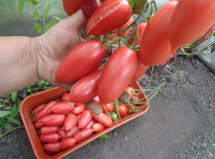 Семена Томат Карминные свечи, 0,1 г (GL Seeds) - изображение 3