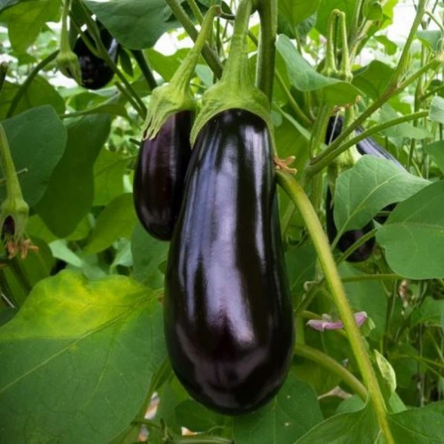 Насіння Баклажан Чорний опал, 0,5 г (GL Seeds) - зображення 4