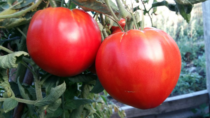 Насіння Томат Кінг-Конг, 0,15 г (GL Seeds) - зображення 4
