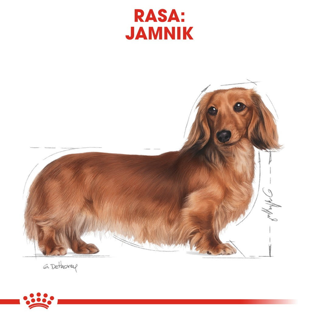 Sucha karma pełnoporcjowa dla psów Royal Canin Dachshund Adult dla rasy jamnik w wieku od 10 miesięcy i starsze 1.5 kg (3182550717335) (3059015) - obraz 3