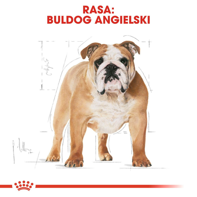Sucha karma pełnoporcjowa Royal Canin Bulldog Adult rasy buldog w wieku 12 miesięcy i starszych 12 kg (3182550719803) (2590120) - obraz 3