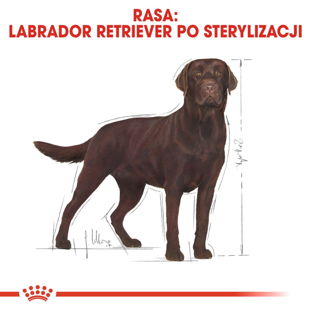 Sucha karma dla dorosłych psów Royal Canin Labrador Retriever Sterilised 12 kg (3182550787581) (3996120) - obraz 3
