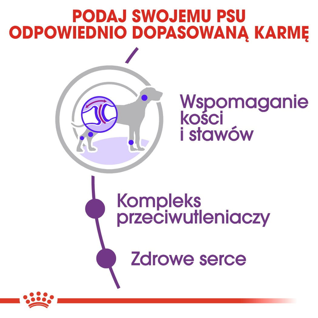 Sucha karma dla dorosłych psów ras olbrzymich Royal Canin Giant Adult w wieku powyżej 2 lat 15 kg (3182550703079) (91970) (3009150) - obraz 4