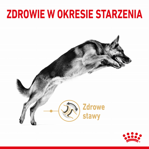 Sucha karma dla dorosłych psów Royal Canin German Shepherd 5+ 12 kg (3182550908399) (1340120) - obraz 3