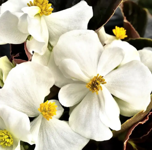 Насіння Бегонія Бада Бум F1, суміш, вічноквітуча, 20 шт (Syngenta Flowers) - зображення 4