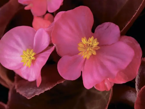 Насіння Бегонія Бада Бум F1, суміш, вічноквітуча, 20 шт (Syngenta Flowers) - зображення 7