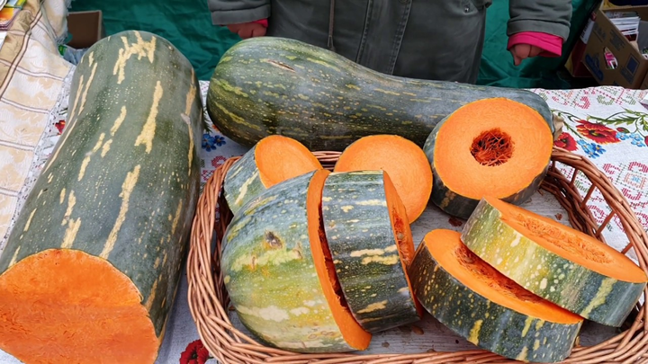 Гарбуз Лунга Пієна ді Наполі : ціна, відгуки, продаж | Купити Гарбуз ...