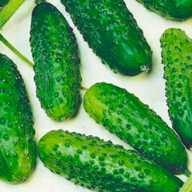 Семена Огурец Настя на счастье F1, 10 шт (GL Seeds) – низкие цены ...