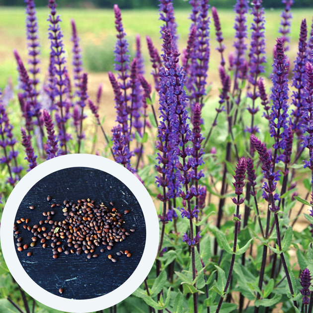Шалфей дубравный семена (0,1 г около 80 шт) (Salvia nemorosa) – фото ...