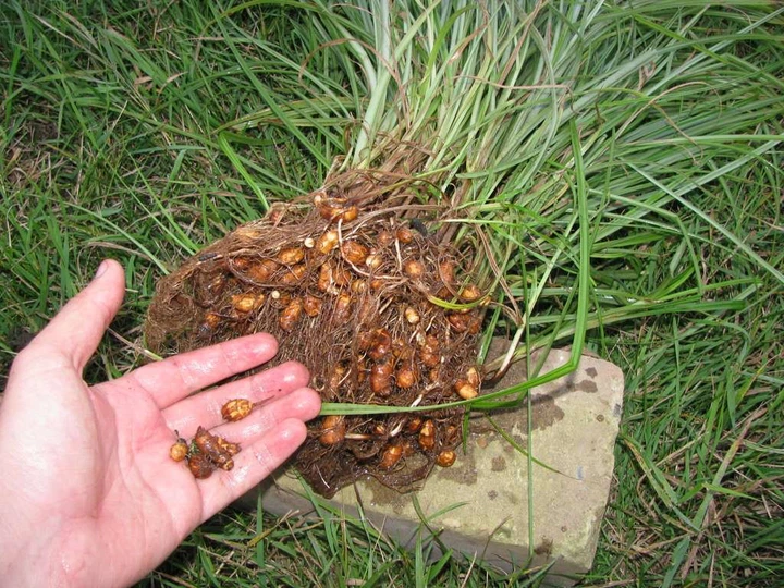 Чуфа мигдаль земляний насіння 50 гр. (прибл 90 шт) (Cyperus esculentus) тигровий горіх смикавець - зображення 2