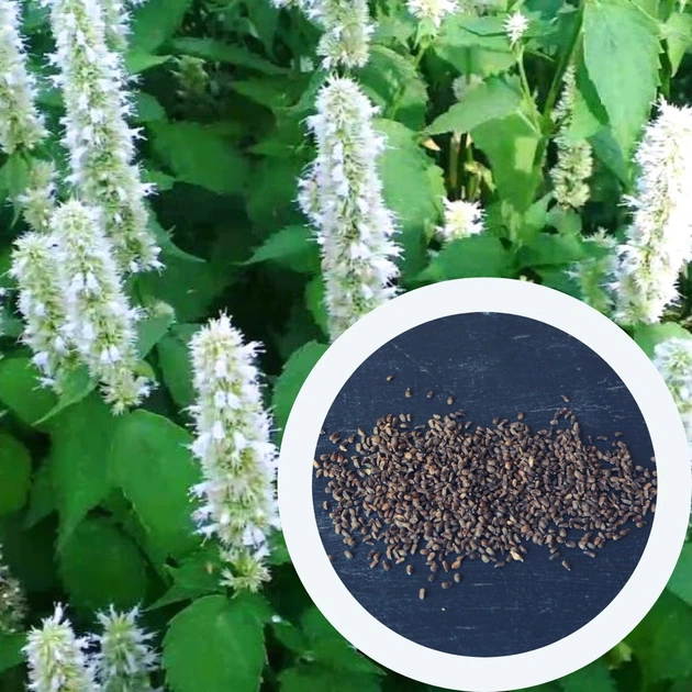 Лофант тибетский семена (0,5 г прибл. 1200 шт) (Agastache rugosa) многолетний медонос индийская мята корейская многоколосник морщинистый гигантский иссоп - изображение 3