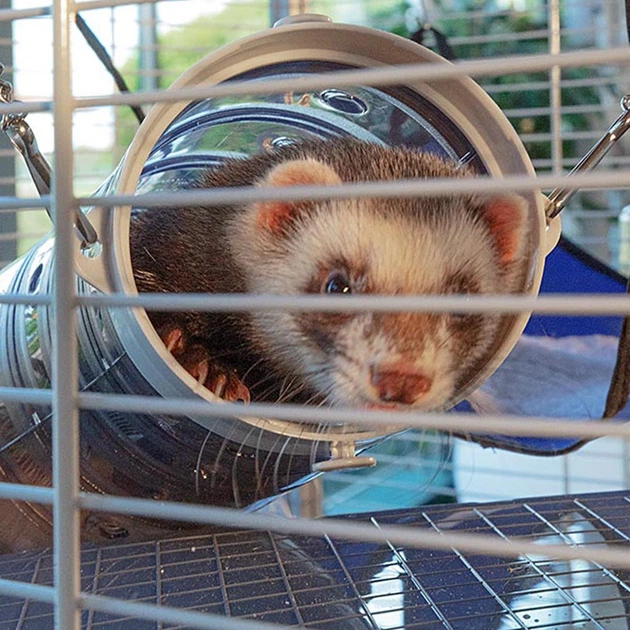 Клетка для хорьков и шиншилл Ferplast Furet Tower 75х80х161 см (57063414) - Фото 4 Клетка для хорьков и шиншилл Ferplast Furet Tower 75х80х161 см (57063414) - изображение 4