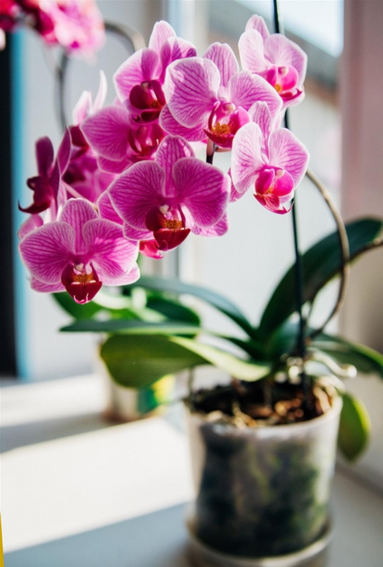 Удобрение для орхидей универсальное отзывы