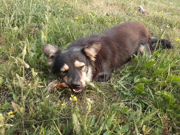 Ласощі для собак PROPETS бичачий пеніс, корень1 кг - Фото 10 Ласощі для собак PROPETS бичачий пеніс, корень1 кг - зображення 10