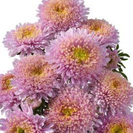 Насіння Астра Шанхайська троянда, махрова, 0,3 г (GL Seeds) - зображення 3