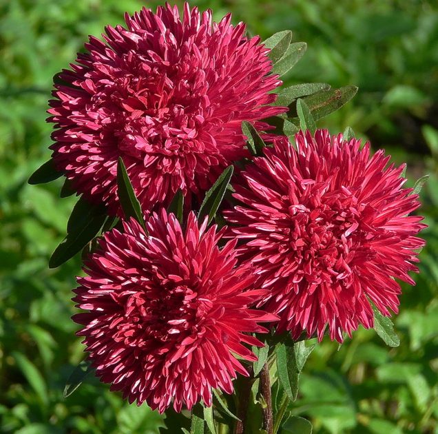 Насіння Астра Оксамит, їжакоподібне, 0,3 г (GL Seeds) - зображення 2