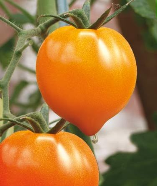 Насіння Томат Золоте серце, 0,15 г (GL Seeds) - зображення 2