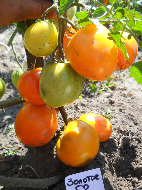 Насіння Томат Золоте серце, 0,15 г (GL Seeds) - зображення 3