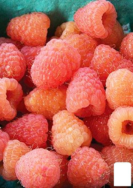 Малина Голд : ціна, відгуки, продаж | Купити Малина Голд в ROZETKA
