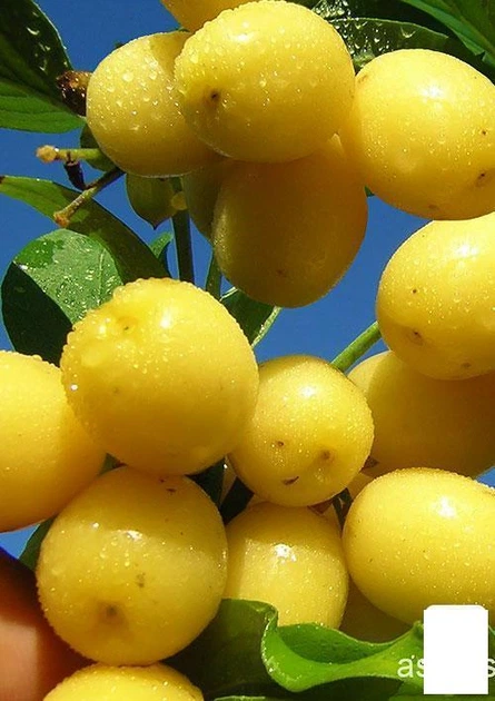 Кизил жовтий "Альоша" (42993) - Фото 1 Кизил жовтий "Альоша" (42993) - зображення 1