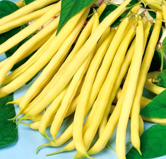 Семена Фасоль Чародейка, спаржевая, 10 г (GL Seeds) - изображение 2