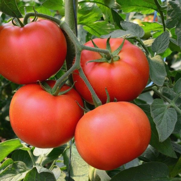 Насіння Томат Король ринку, 0,2 г (GL Seeds) - зображення 2