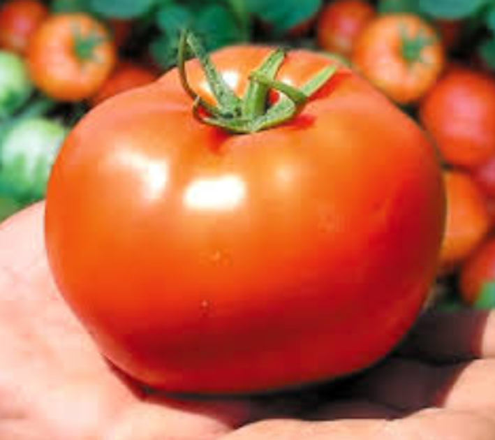Насіння Томат Король ринку, 0,2 г (GL Seeds) - зображення 4